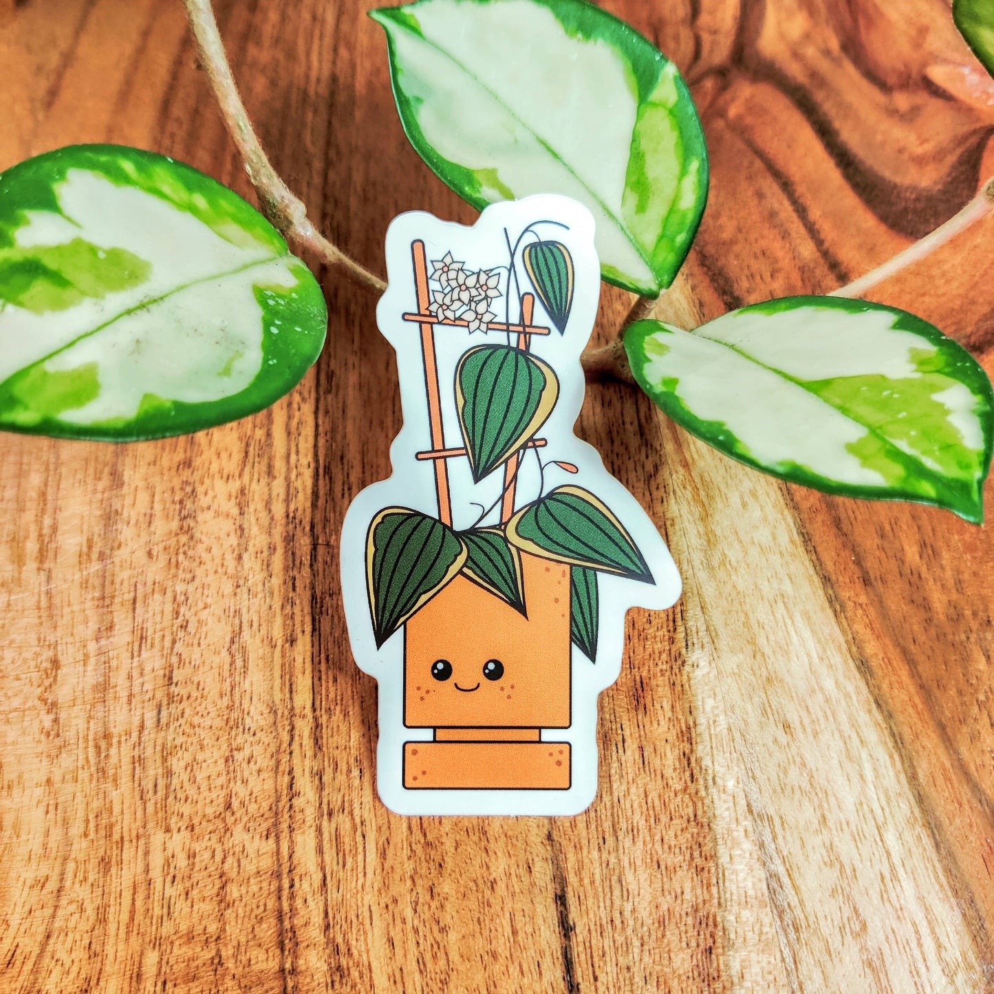 Hoya Macrophylla Vinyl Sticker