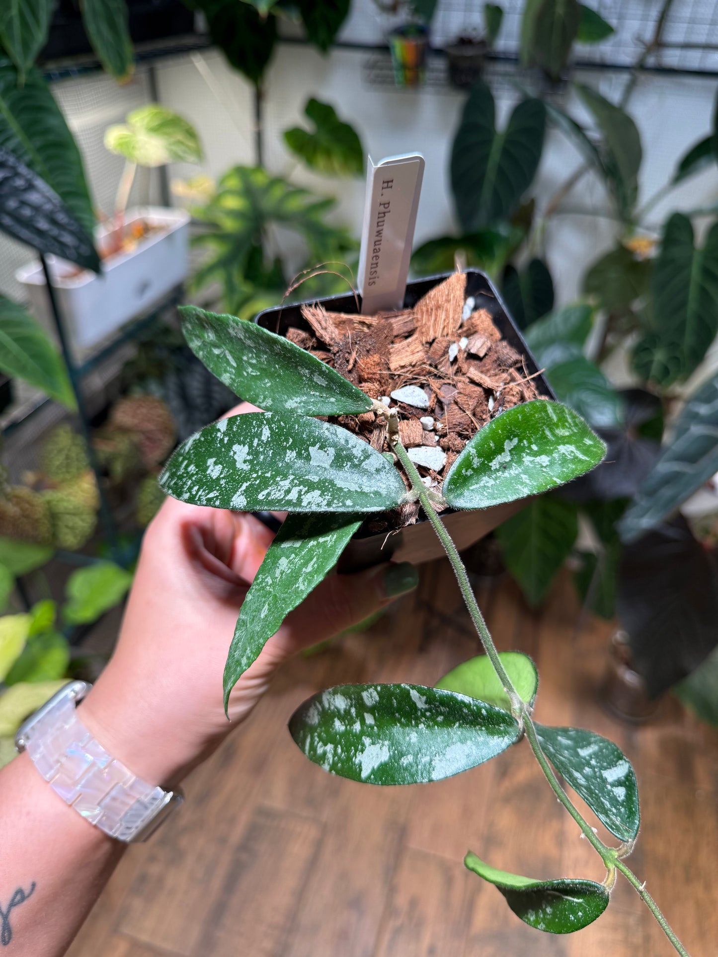 Hoya Phuwuaensis