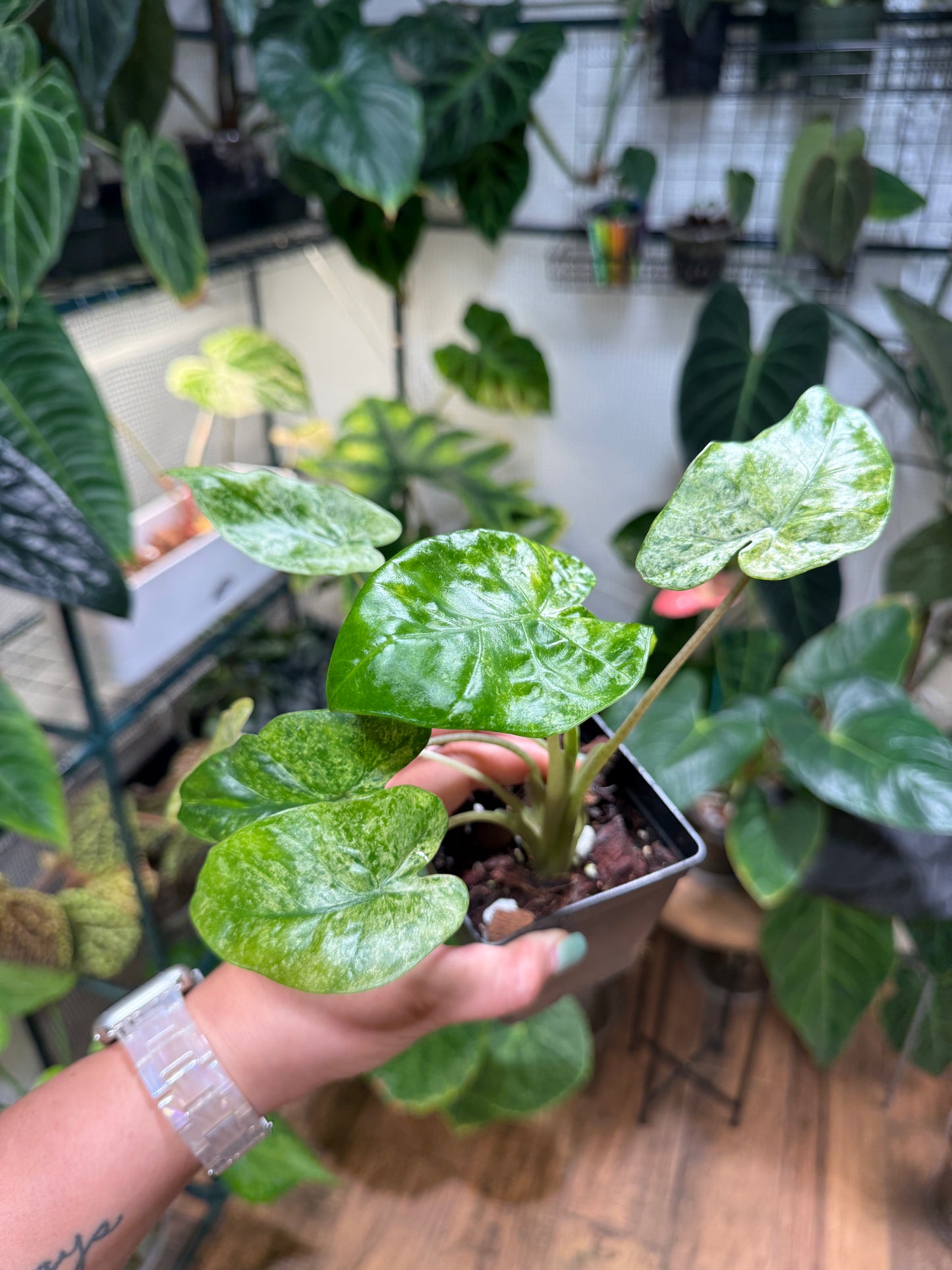 Alocasia Batik
