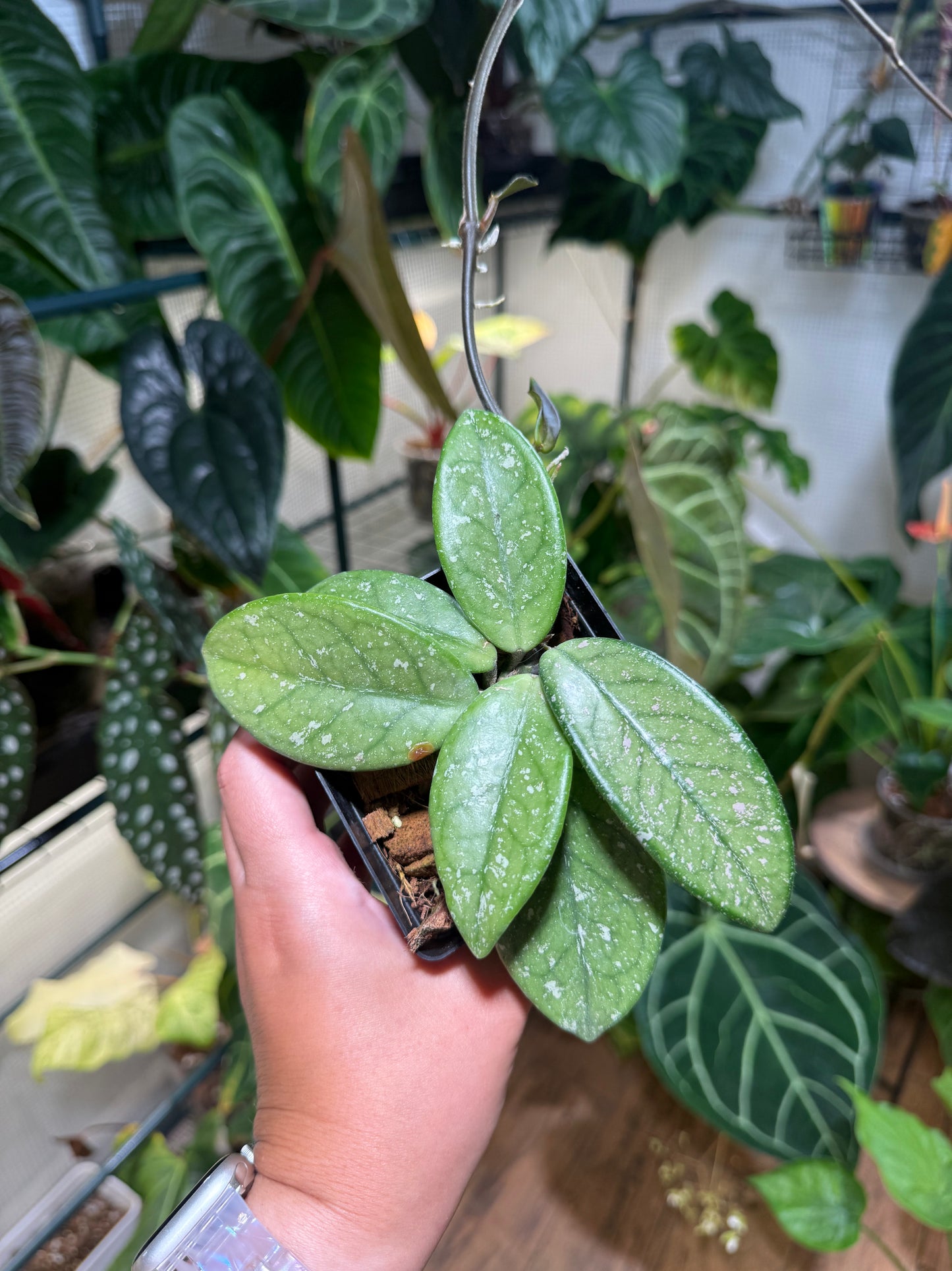 Hoya NOID