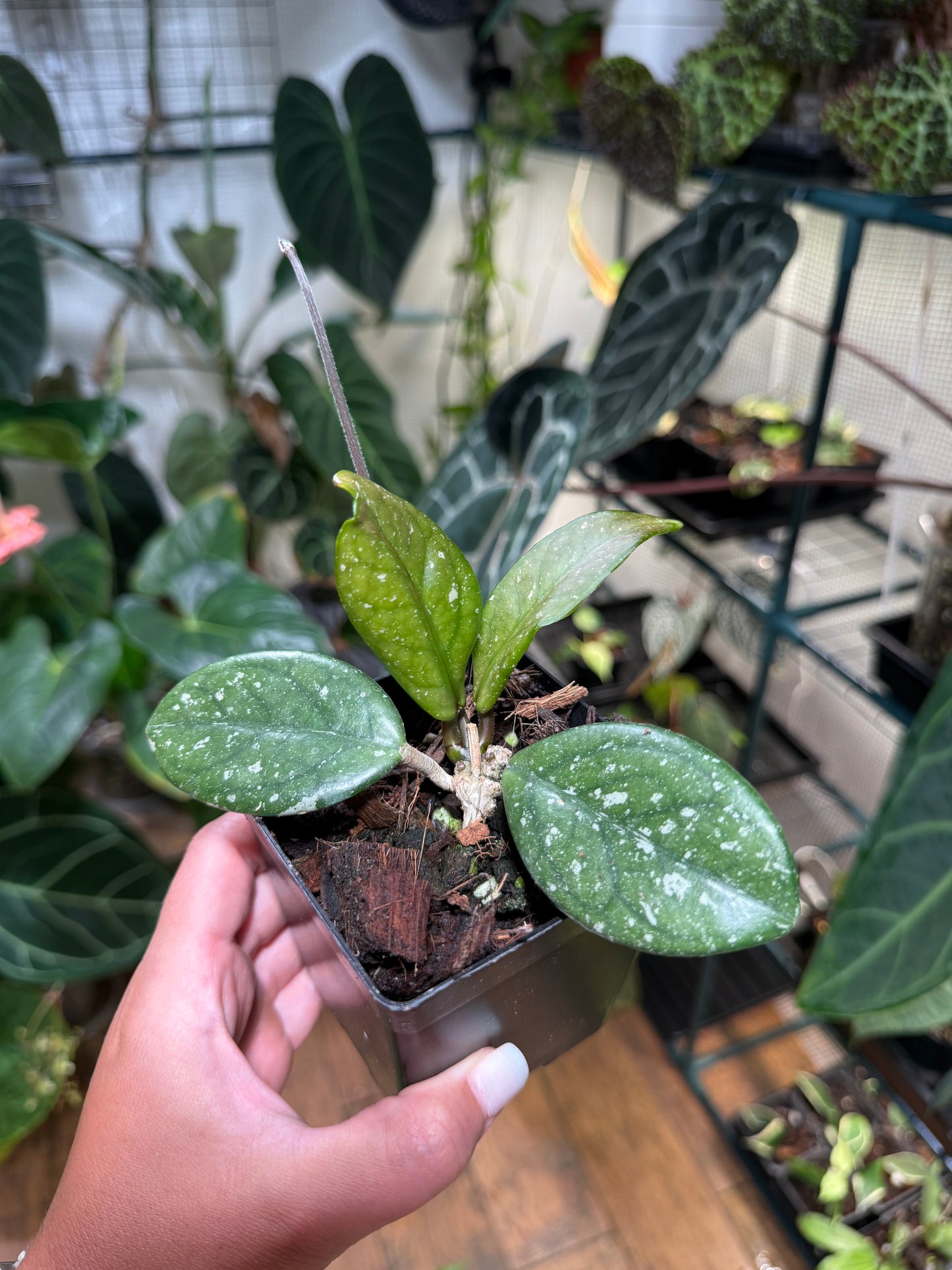 Hoya NOID