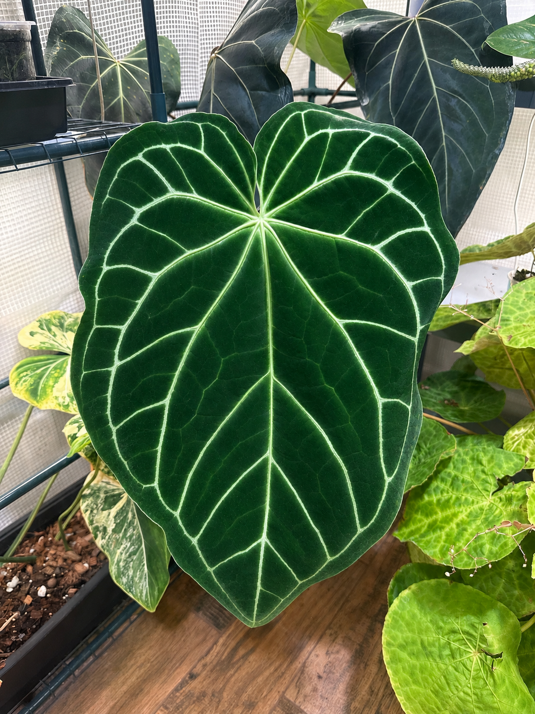 Anthurium Mag NOID x Crystallinum Seeds