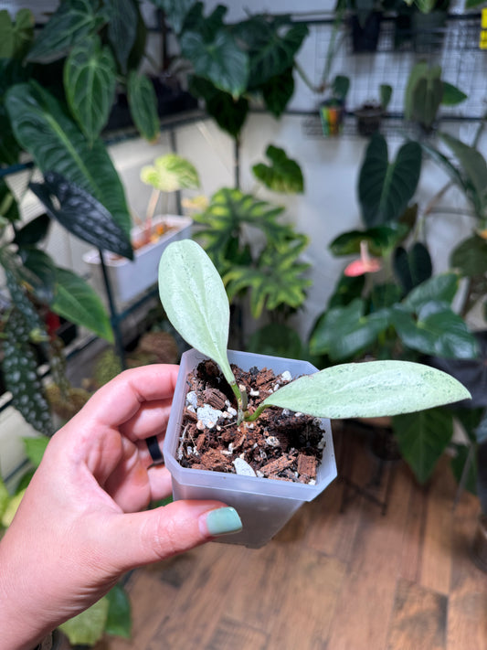 Hoya New Guinea Ghost
