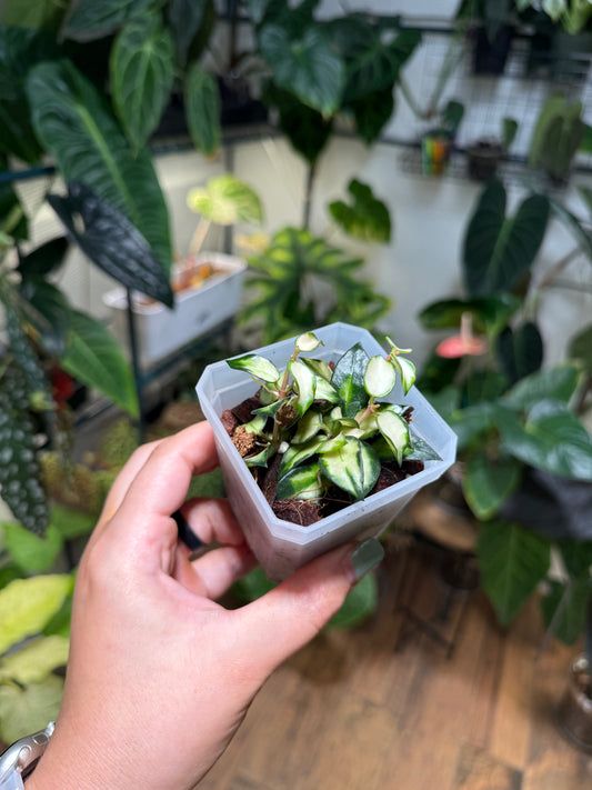 Hoya Lacunosa Tricolor "Bruno"