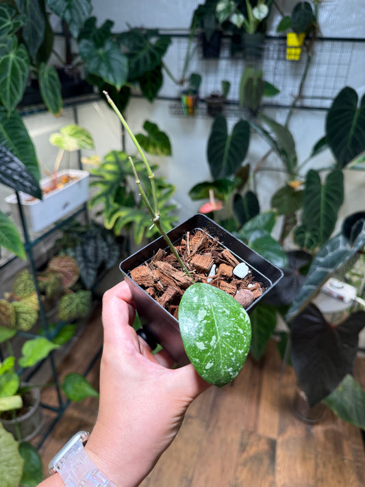 Hoya Acuta EPC 271