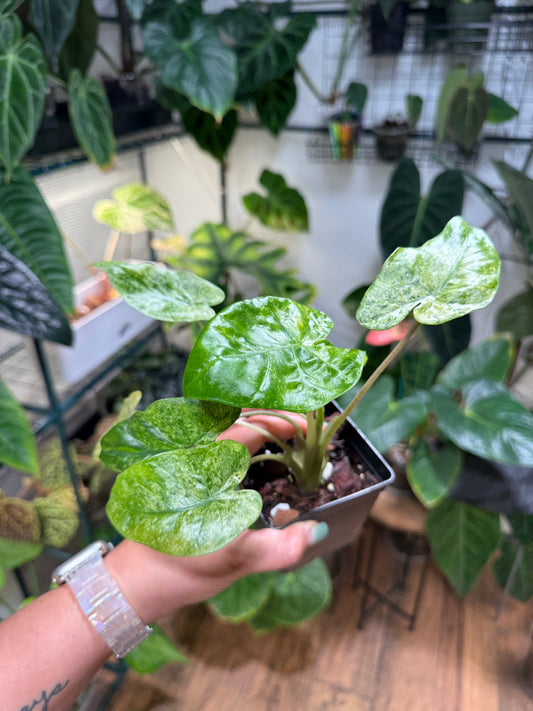 Alocasia Batik