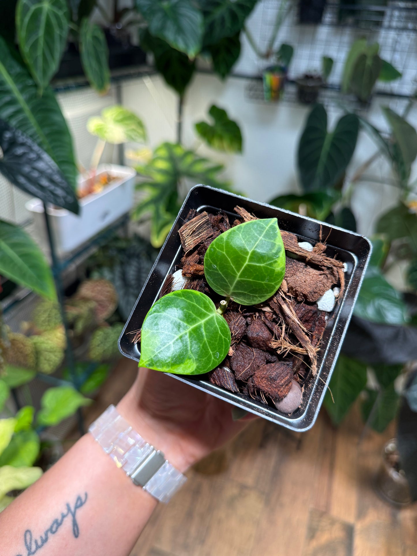 Hoya Obscura Albo
