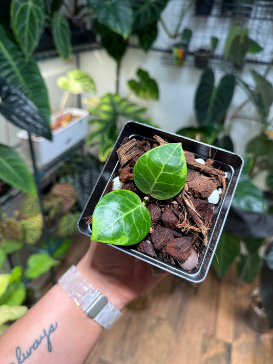 Hoya Obscura Albo