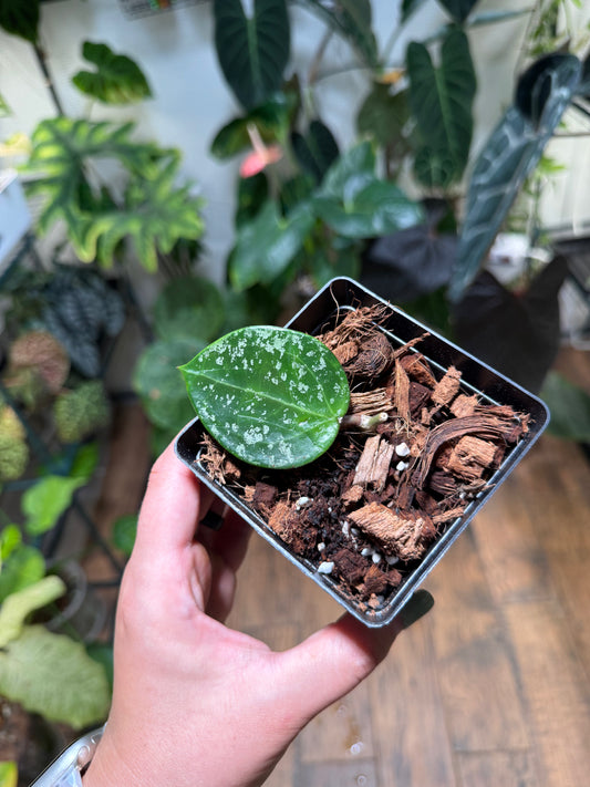Hoya Michelle