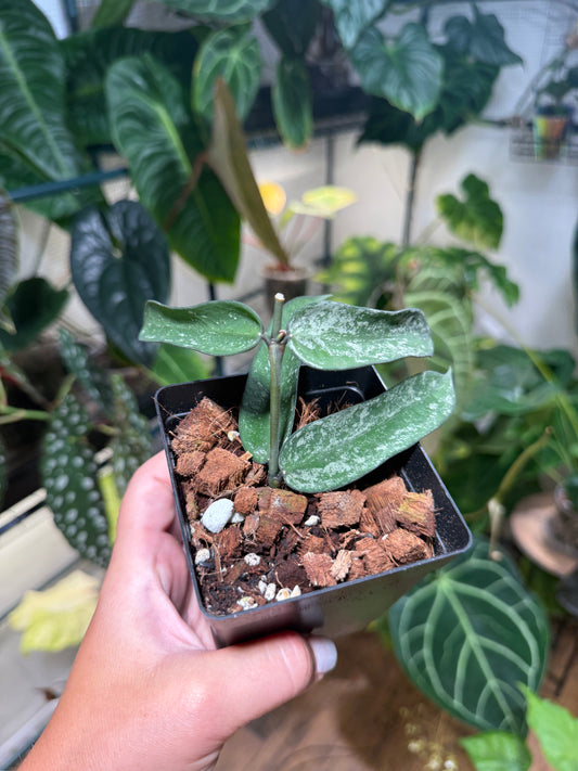 Hoya Pandurata Splash