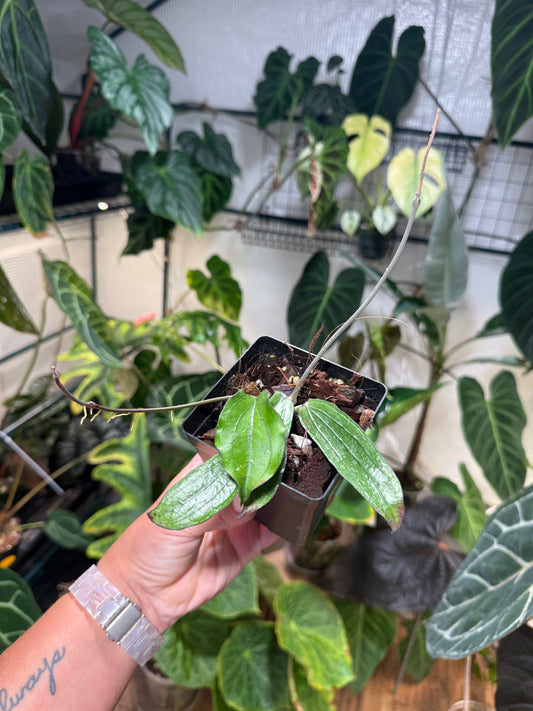 Hoya Erythrina