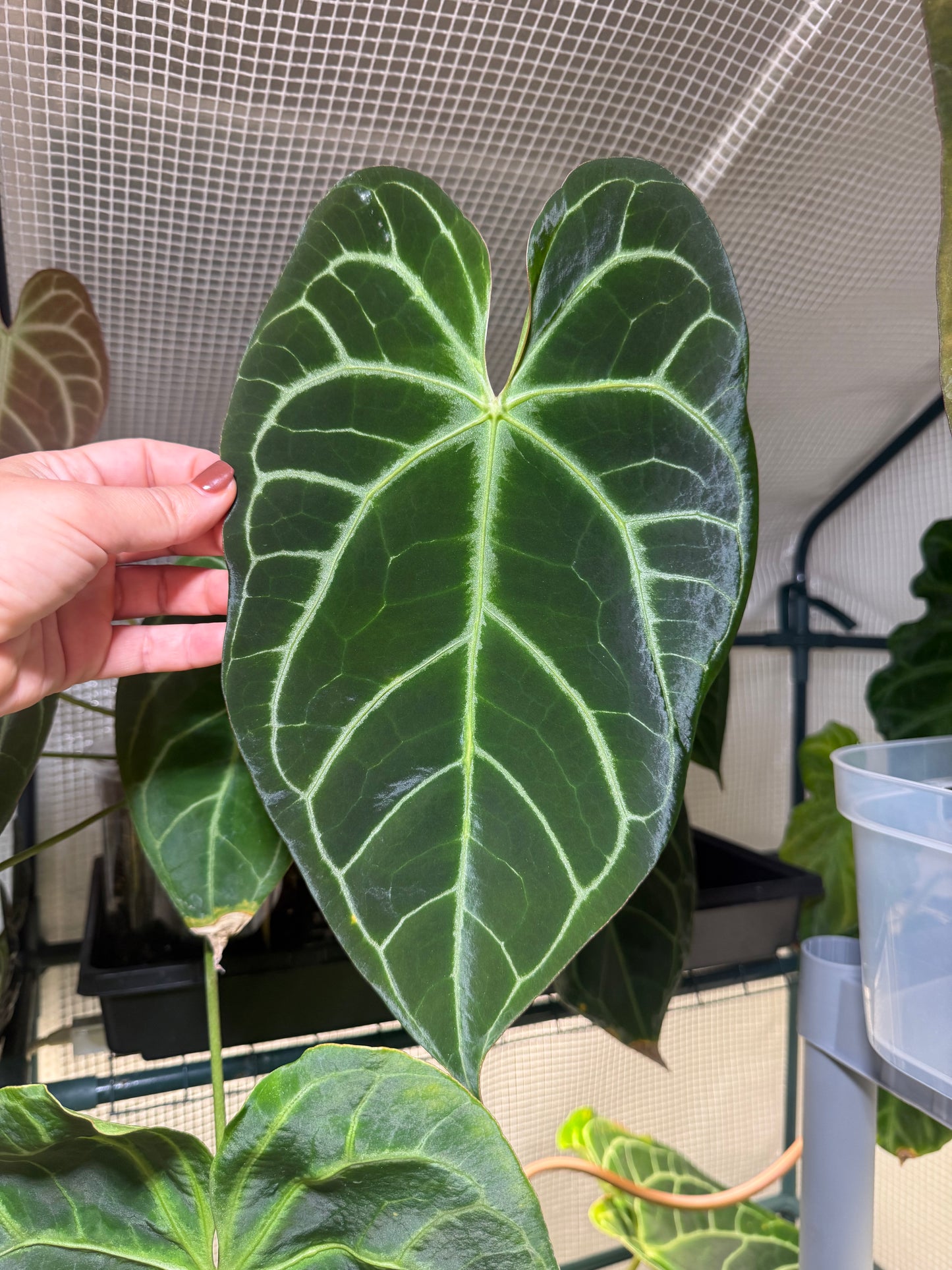 Anthurium Mag NOID x Crystallinum Seeds